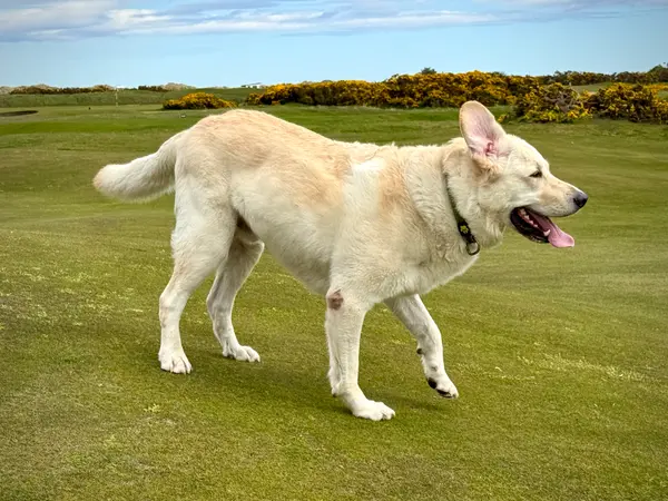 St. Andrews - Old Course