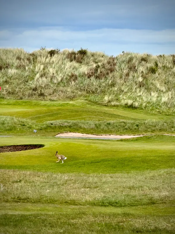 St. Andrews - Old Course