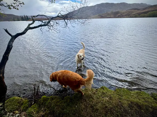 Loch Tarff Viewpoint