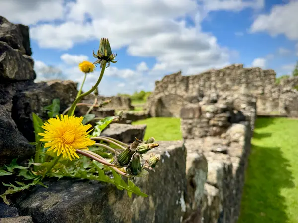 Byland Abbey